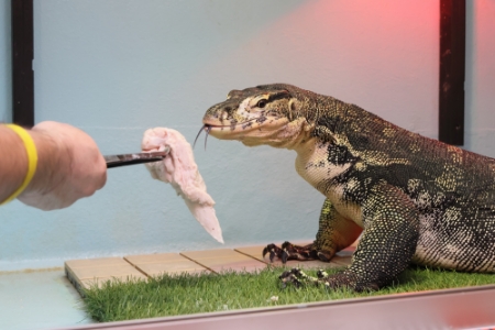 運が良ければ、エサの時間に立ち会えることも！